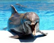 А есть ли у дельфинов враги? История рейдерского захвата (ВИДЕО)