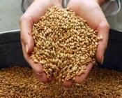 У госкорпорации похитили зерно на 60 млн долларов
