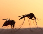 Усбагойтесь. Комары и мухи не переносят коронавирус
